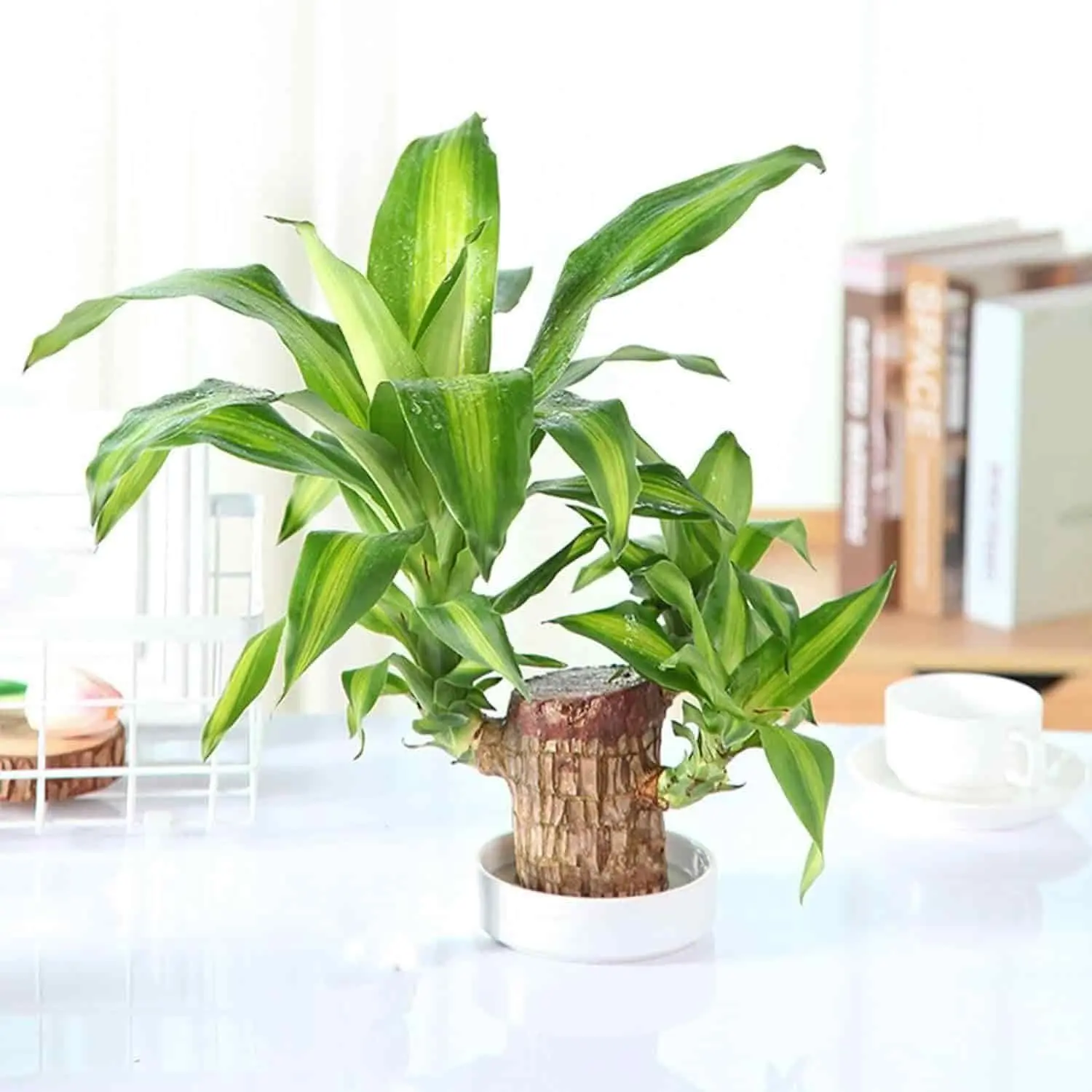 Green Lucky Brazil Wood Potted Plant (Brown)